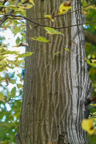 Carpinus tschonoskii, photograph 2