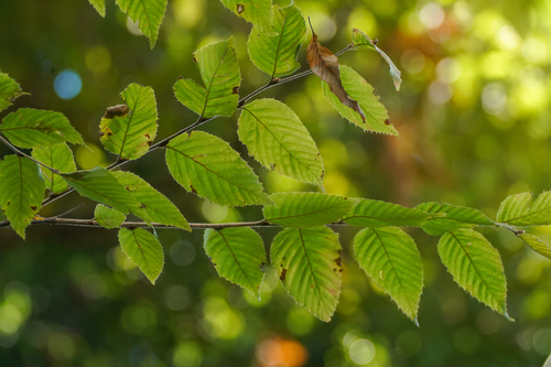 Carpinus tschonoskii