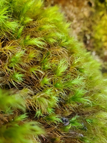 Image of Bartramia halleriana by (c) marius, some rights reserved (CC BY)