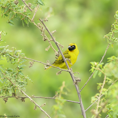 Bertram's Weaver photo 2