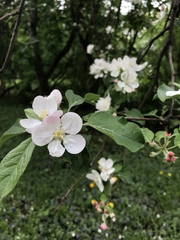 Malus domestica