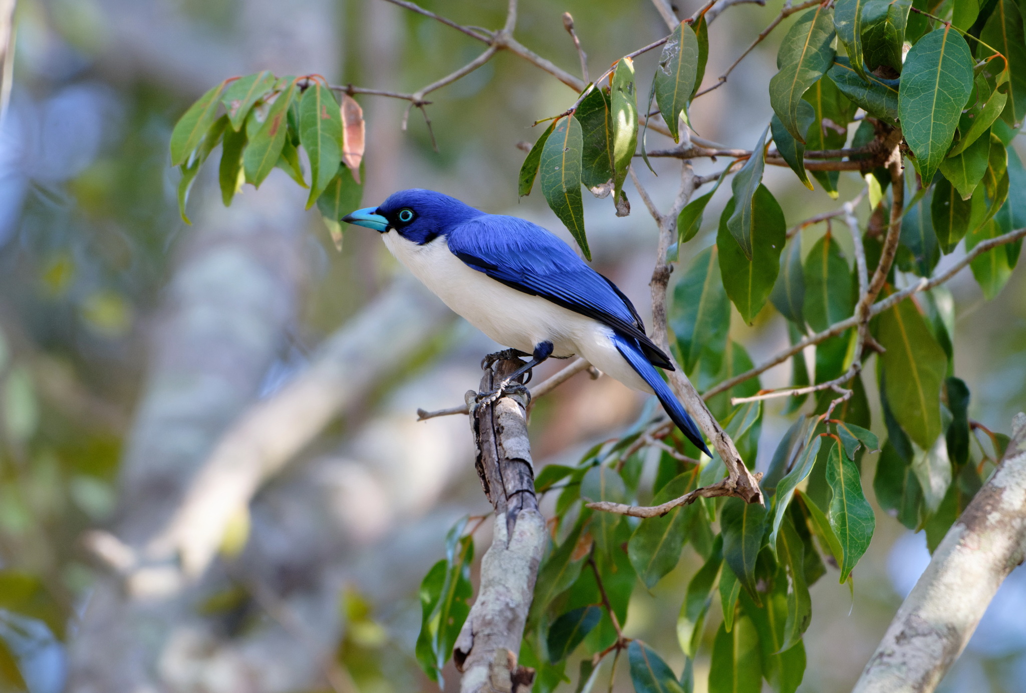 Madagascar Blue Vanga (Cyanolanius madagascarinus), photo 10