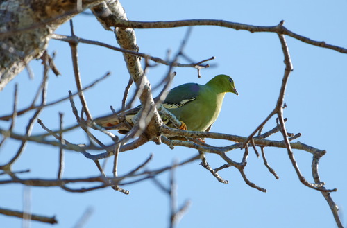 Madagascar Green Pigeon (Treron australis)