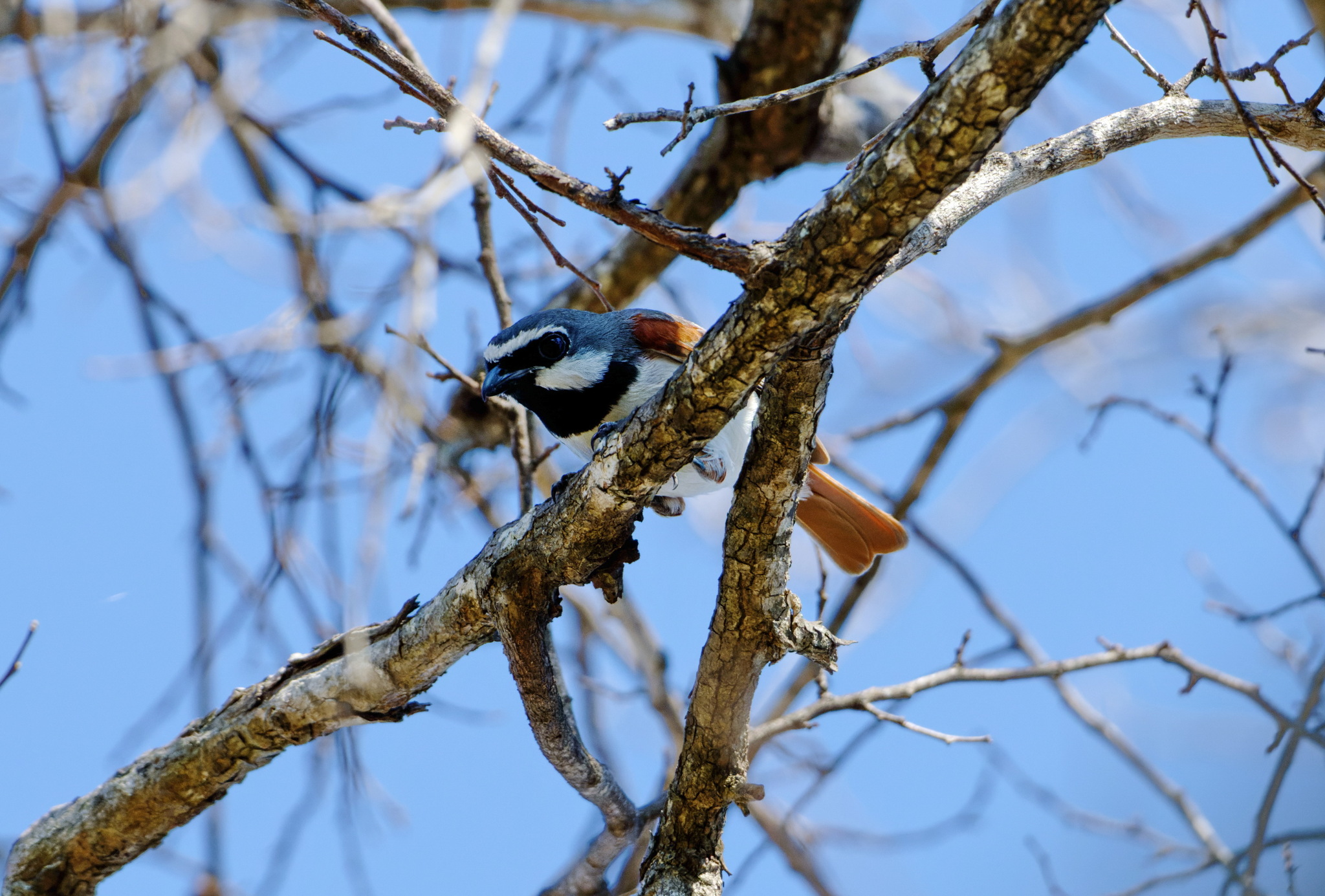 Red-tailed Vanga (Calicalicus madagascariensis), photo 2