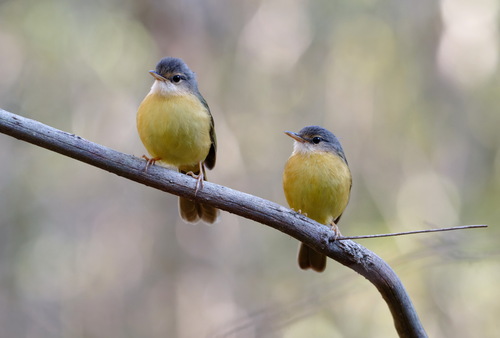 Appert's Tetraka (Xanthomixis apperti), photo 3