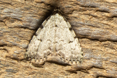 Dyspyralis puncticosta