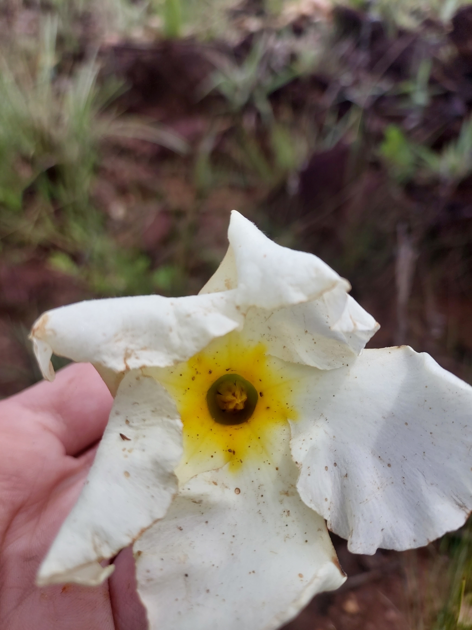 Mandevilla velame