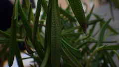 Angiospermae