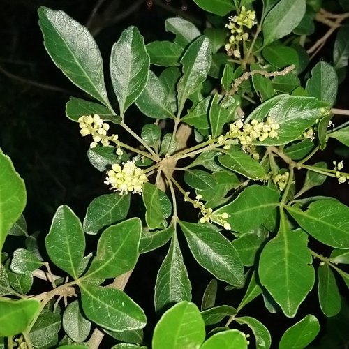 Allophylus decipiens, photograph 6