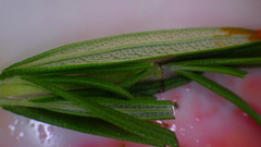 Angiospermae
