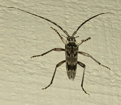 Elytrimitatrix undata