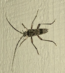 Elytrimitatrix undata
