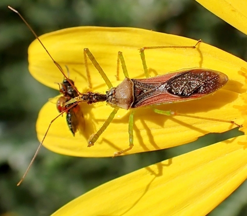 Leafhopper Assassin Bug