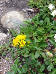 Solidago leiocarpa