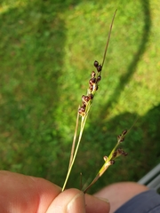 Juncus compressus