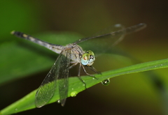 Diplacodes trivialis