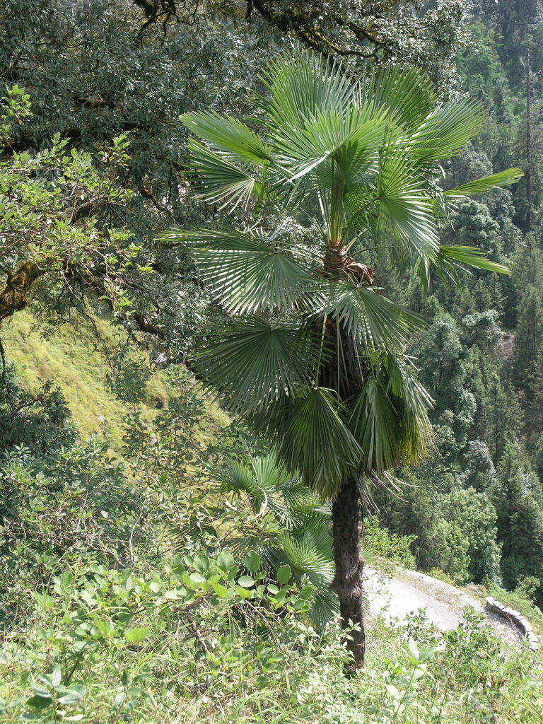 Takil Trachycarpus takil from munsiyari, uttarakhand on October 9, 2005 at 10 ...