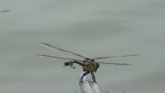 Sinictinogomphus clavatus