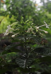 Lamiaceae
