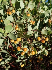Arctostaphylos mewukka