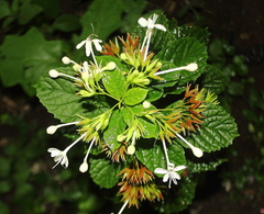 Lamiaceae