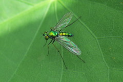 Chrysosoma vittatum