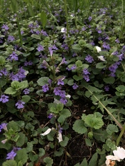 Glechoma hederacea