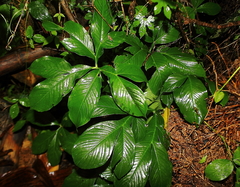 Amorphophallus