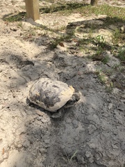 Gopherus polyphemus