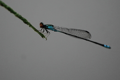 Pseudagrion rubriceps
