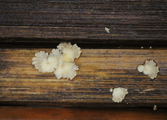 Fungi