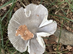 Amanita vaginata