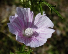 Malva alcea