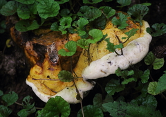 Fungi