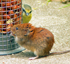 Bank Vole photo 3