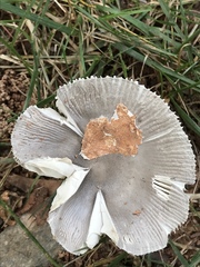Amanita vaginata