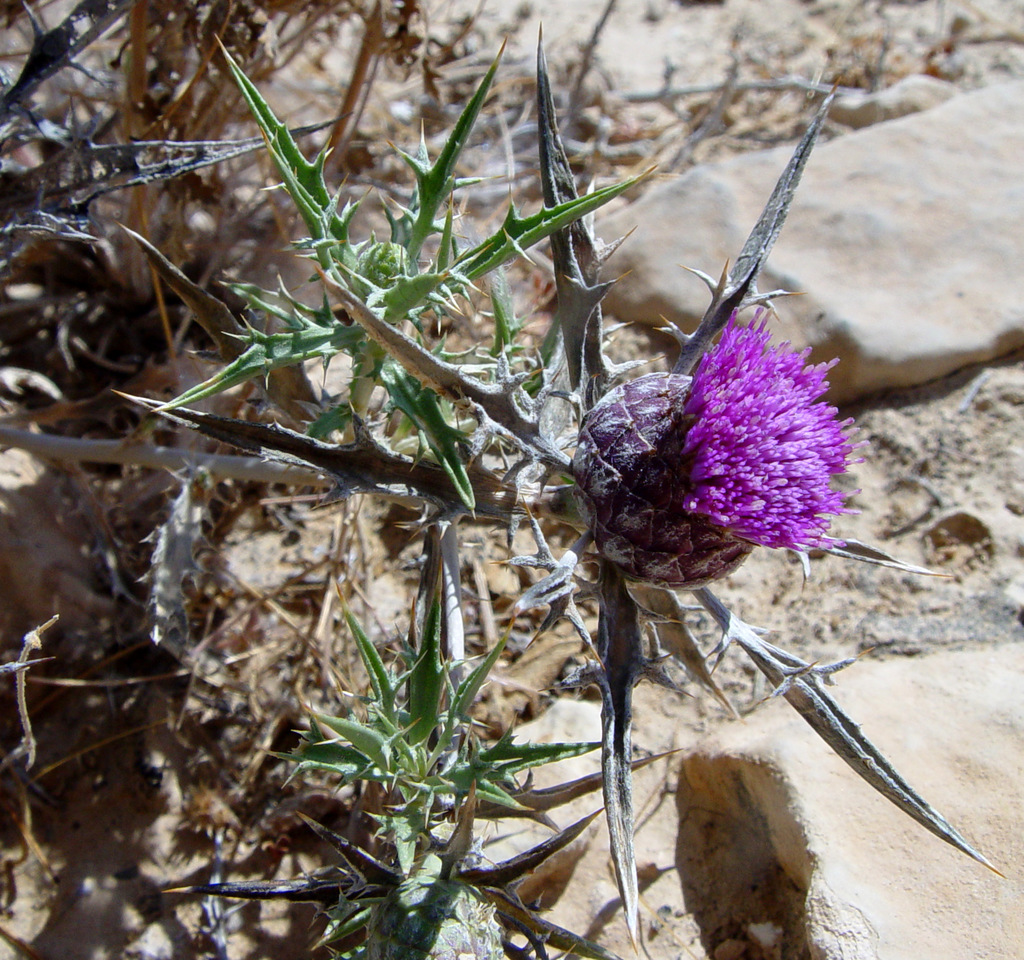 Atractylis phaeolepis