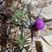 Atractylis phaeolepis - Photo (c) Ron Frumkin, μερικά δικαιώματα διατηρούνται (CC BY-NC), uploaded by Ron Frumkin