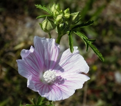 Malva alcea