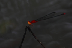 Pseudagrion pilidorsum declaratum
