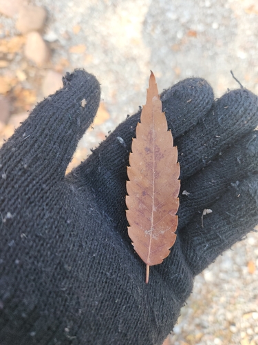 Image of Zelkova serrata by (c) a_virginian, some rights reserved (CC BY)