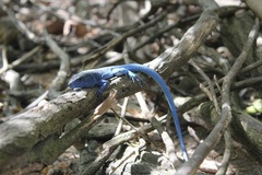 Cnemidophorus espeuti