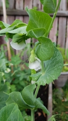 Pisum sativum sativum