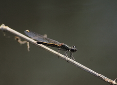 Libellago lineata