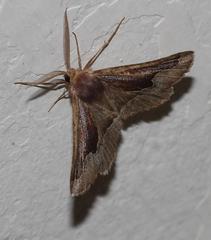 Drepanogynis ectoglauca