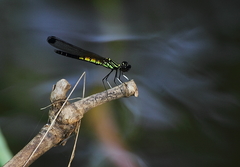 Libellago lineata