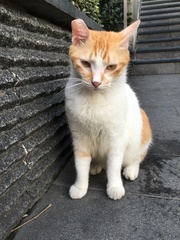 Felis catus