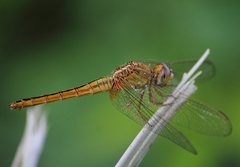 Crocothemis servilia