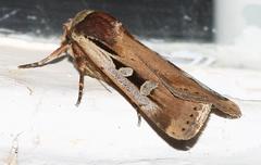 Ochropleura