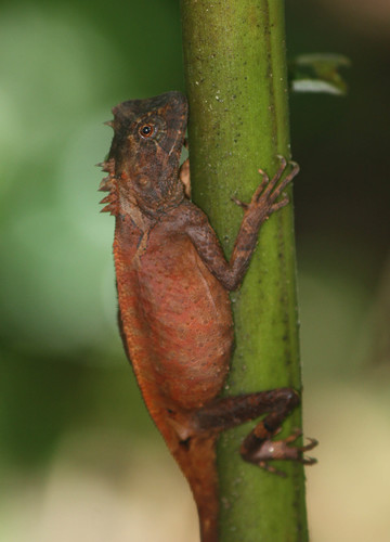 Acanthosaura rubrilabris